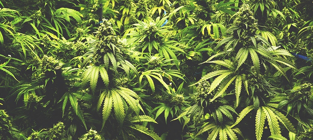 Weed Plants growing indoors