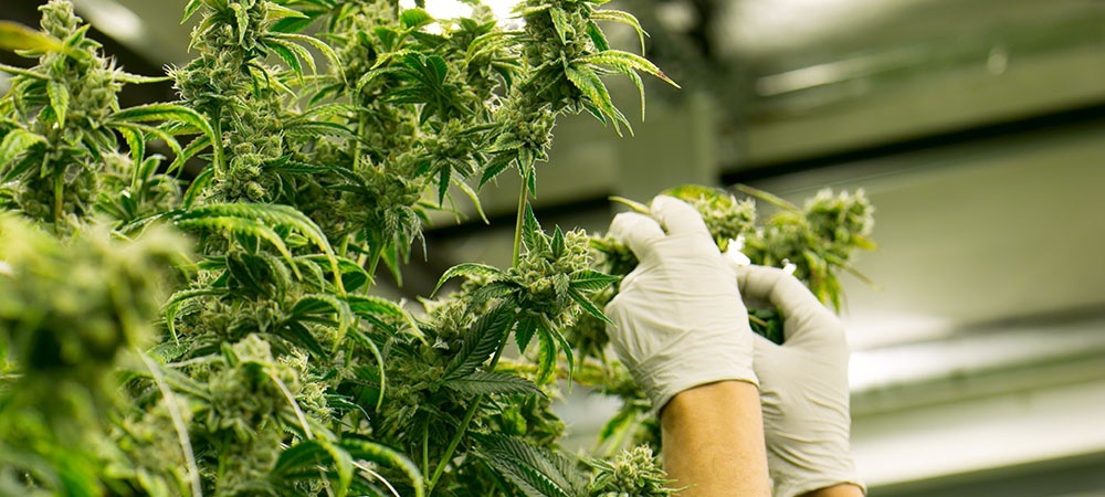 Cultivating cannabis plants in gloves