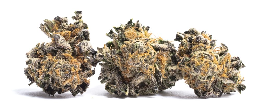 Animal cookie Strain