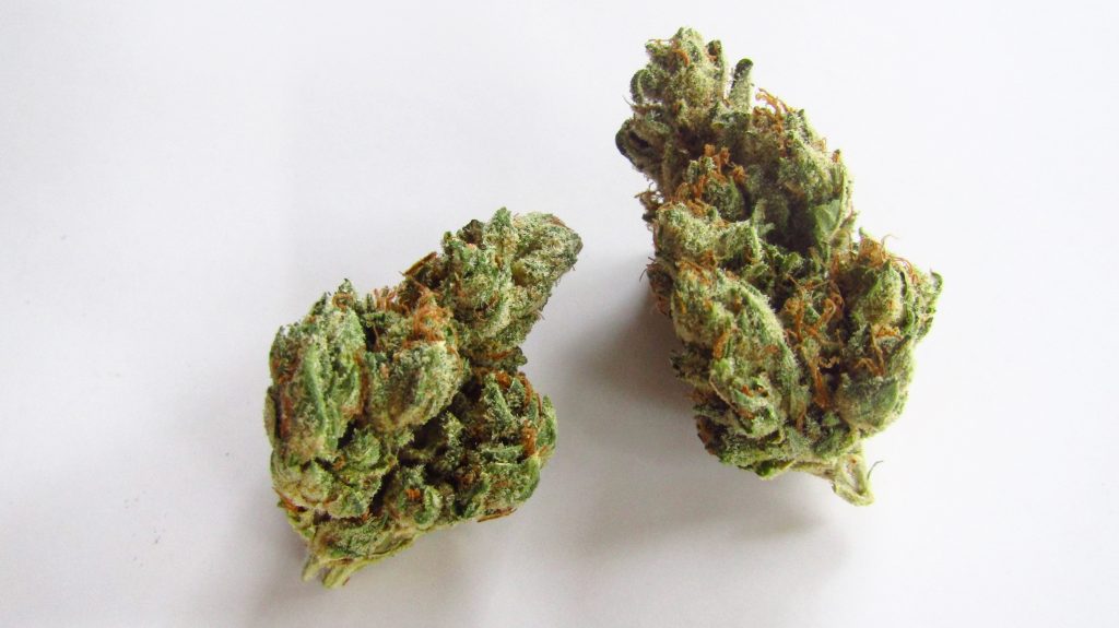 I-95 marijuana Strain weed buds