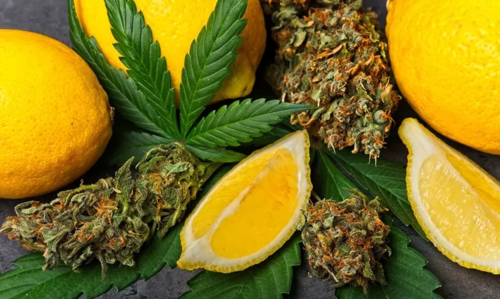 Lemon Pound Cake Strain