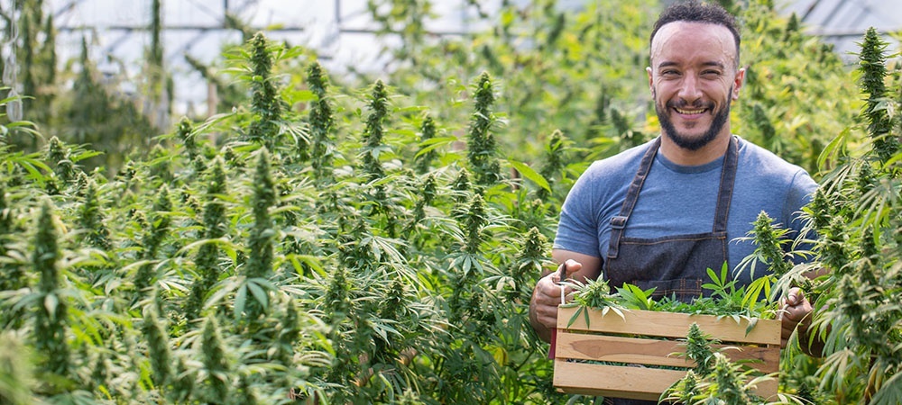 Man harvesting cannabis