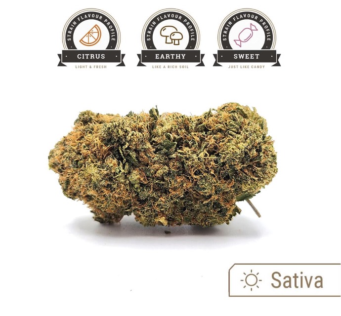 Lemon Haze strain bud with flavour profile