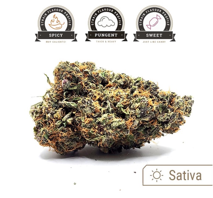 Laughing Buddha strain bud with flavour profile