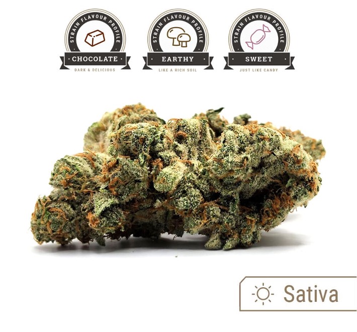 Chocolope strain bud with flavour profile