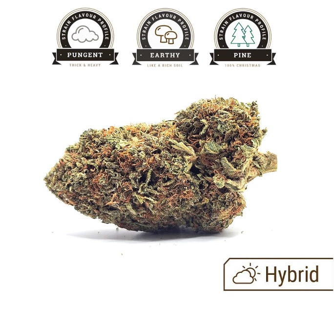 Chemdawg Weed Strain