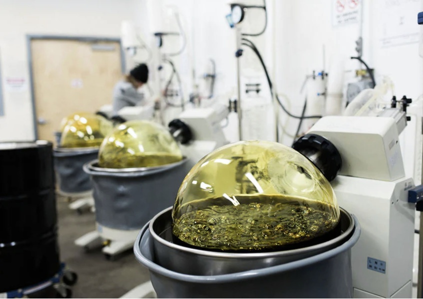 Cannabis Live Resin Manufacturing